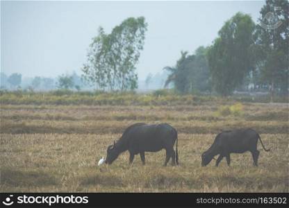 Buffalo in rice paddies in Thailand, filtered vintage image