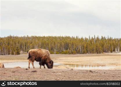 Buffalo in Yellowstone NP, USA