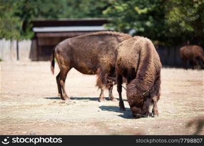 buffalo in zoo