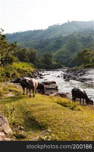 Buffalo on the river Ha Giang, Vietnam