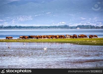 buffaloes at lake Kerkini in North Greece