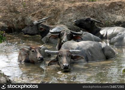 buffalos near the town of Baucau in the north of East Timor in southeastasia.&#xA;