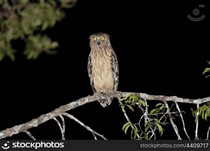 Buffy fish owl out hunting