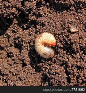 bug maggot on brown land