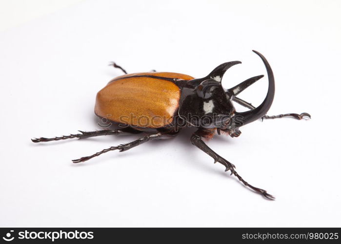 Bug on the white background lighting in studio