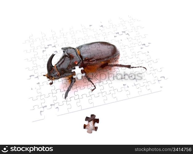 bug puzzle piece. 3d