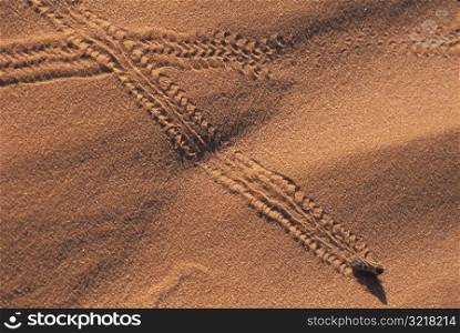 Bug Tracks in Sand