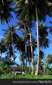 Building on the palm tree plantation near Pantai Sorak beach in Nias, Indonesia