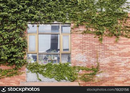 Building with window and brickwall covered with green plants