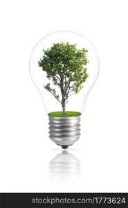 Bulb light with tree inside, isolated on white with clipping path.. Bulb light with tree isolated.