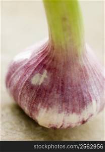 Bulb of fresh garlic