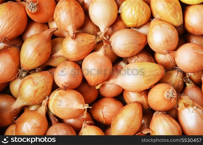 bulb onions prepared for planting