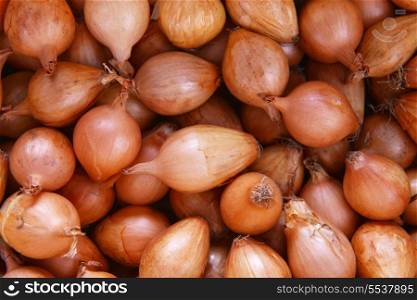 bulb onions prepared for planting