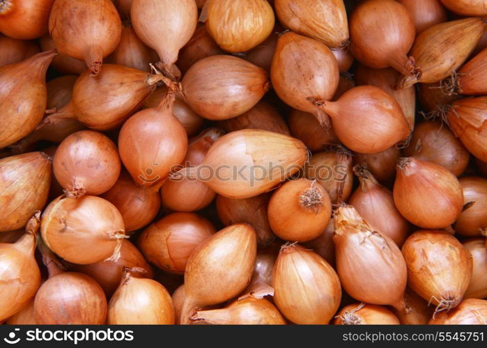 bulb onions prepared for planting