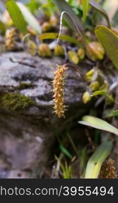Bulbophyllum tricorne Rare species wild orchids in forest of Thailand, This was shoot in the wild nature