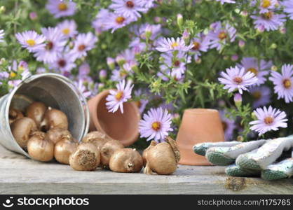 bulbs of flowers on a gardening table in front of pink flowers