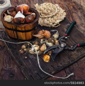 Bulbs plants autumn harvesting. Bulbs of plants on the background of wooden tubs in rural style.