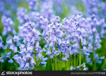 Bule Spanish bluebell  Hyacinthoides hispanica  flowers. Blue Spanish bluebell Hyacinthoides hispanica flowers in the field