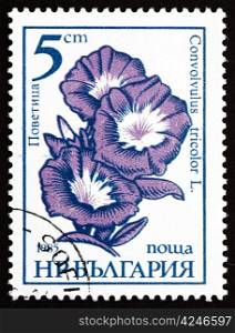 BULGARIA - CIRCA 1985: a stamp printed in the Bulgaria shows Dwarf Morning Glory, Convolvulus Tricolor, Flower, circa 1985