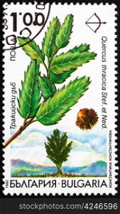 BULGARIA - CIRCA 1992: a stamp printed in the Bulgaria shows Thracian Oak, Quercus Thracica Stefanov and Nedjalkov, Tree, circa 1992