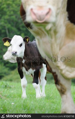 Bull and a calf