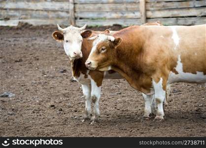 bull and cow of beef cattle at a farm yard