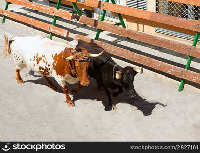 Bull at street traditional fest in Spain running of the bulls