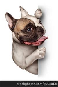 Bull Dog with a blank card vertical sign as a French Bulldog with a smiling happy expression supporting and communicating a message pertaining to pet products and animal care or veterinary services.