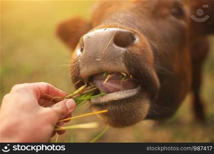Bull eating the grass. Conceptual love and care scene.