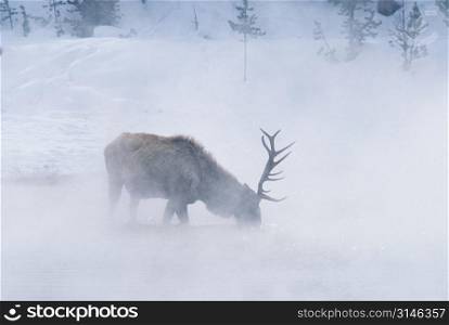 Bull Elk Drinking in a Mountain River In Winter