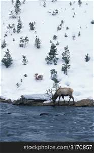 Bull Elk Grazing Next To A Mountain River In Winter