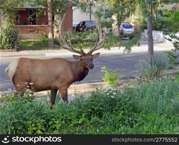 bull elk in the garden with the neighborhood in the background