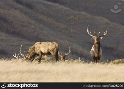 Bull Elk with antlers in Saskatchewan Canada