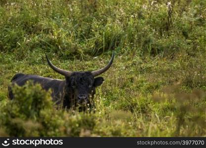 Bull grazing in a meadow in the mist. Ox in a foggy meadow in autumn. Bull and foggy morning in Kemeri National Park, Latvia. Bull grazing in the meadow on summer morning.