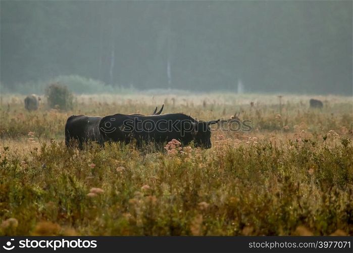 Bull grazing in a meadow in the mist. Ox in a foggy meadow in autumn. Bull and foggy morning in Kemeri National Park, Latvia. Bull grazing in the meadow on misty summer morning.