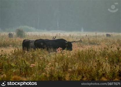 Bull grazing in a meadow in the mist. Ox in a foggy meadow in autumn. Bull and foggy morning in Kemeri National Park, Latvia. Bull grazing in the meadow on misty summer morning.