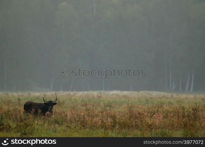 Bull grazing in a meadow in the mist. Ox in a foggy meadow in autumn. Bull and foggy morning in Kemeri National Park, Latvia. Bull grazing in the meadow on misty summer morning.