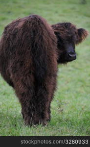 Bull in a field.