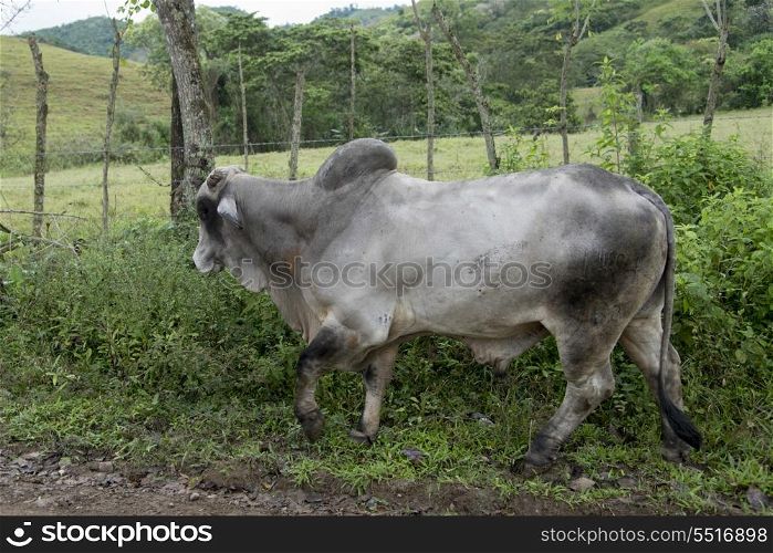 Bull in a field, Copan, Copan Ruinas, Copan Department, Honduras