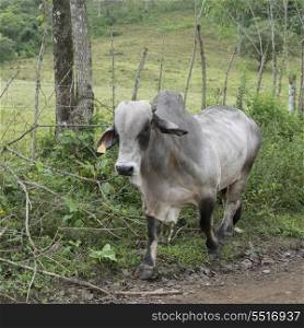 Bull in a field, Copan, Copan Ruinas, Copan Department, Honduras
