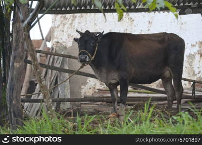 Bull in a shed, Punakha Valley, Punakha District, Bhutan
