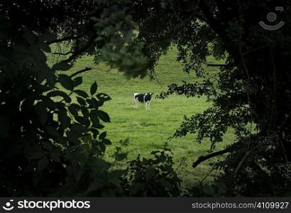 Bull in field, Dripsey, County Cork, Ireland
