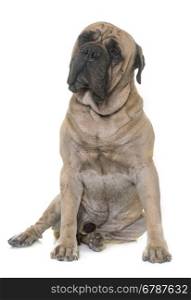 bull mastiff in front of white background