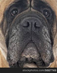 bull mastiff in front of white background
