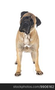 bull mastiff in front of white background