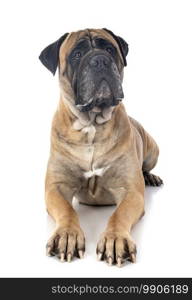 bull mastiff in front of white background