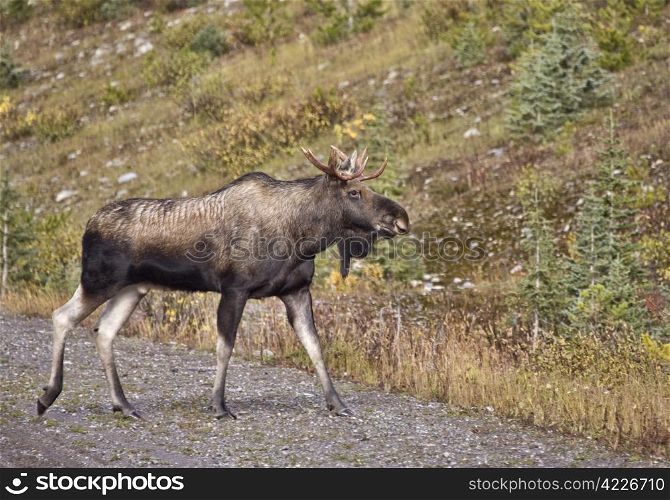 Bull Moose Alberta rocky Mountains full length