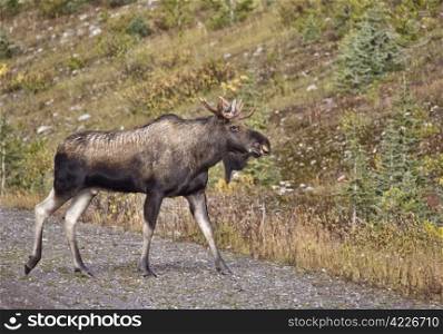 Bull Moose Alberta rocky Mountains full length