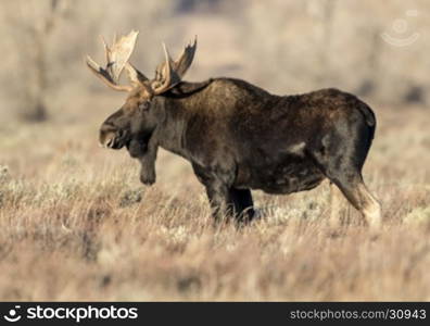 Bull moose in sagebrush in golden morning light in autumn