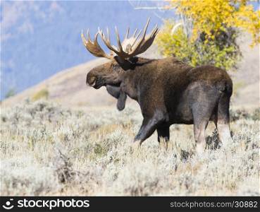 Bull moose in sagebrush looking for cow moose